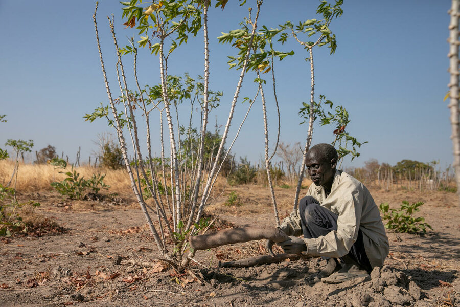 A man harvests cassava, which is better suited to South Sudan's changing climate, as part of WFP's resilience-building activities. Photo: WFP/Eulalia Berlanga